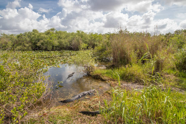 istock Everglades National Park 1179957959