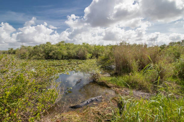 istock Everglades National Park 1179957960