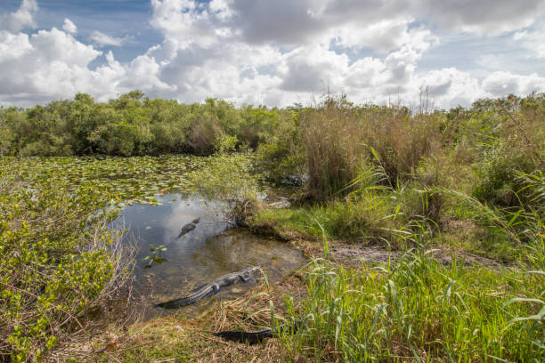 istock Everglades National Park 1179957971