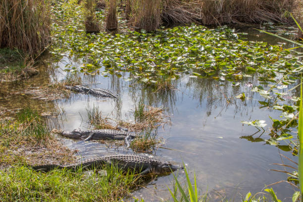 istock Everglades National Park 1179958297