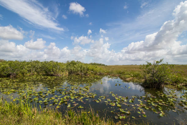 istock Everglades National Park 1179958299
