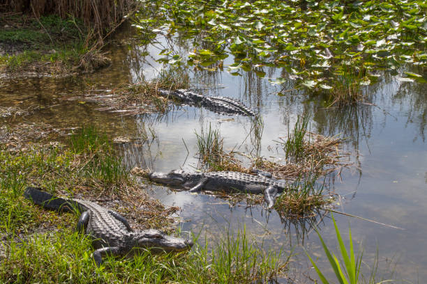 istock Everglades National Park 1179958301