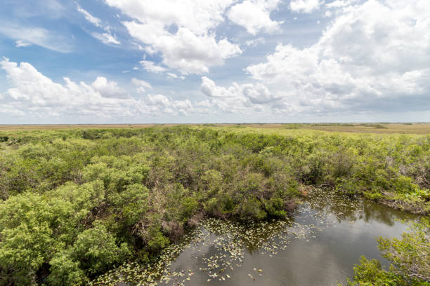 istock Everglades National Park 1179958347