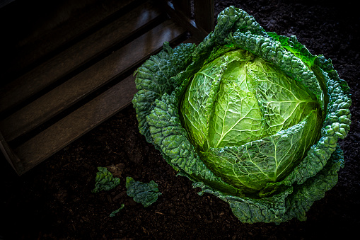 Green cabbage on the soil with a rustic wooden crate. The cabbage is at the lower right corner and the crate is at the opposite side. Predominant colors are green and dark brown. Low key DSLR photo taken with Canon EOS 6D Mark II and Canon EF 24-105 mm f/4L