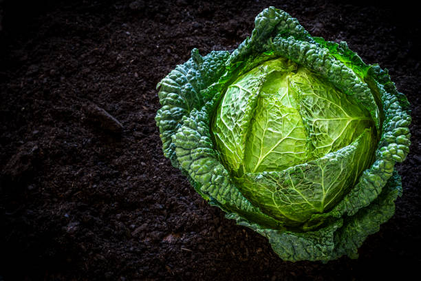 cavolo verde in orto - green cabbage foto e immagini stock