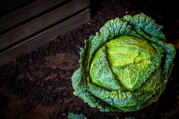 istock Green cabbage in vegetable garden 1179958383