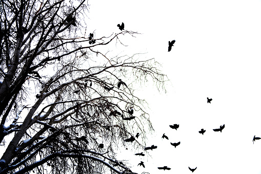 crows on tree branch
