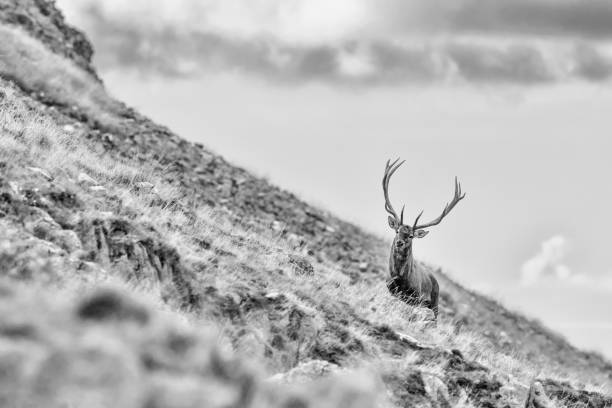 istock Red deer in Alps mountains (Cervus elaphus) 1179959387