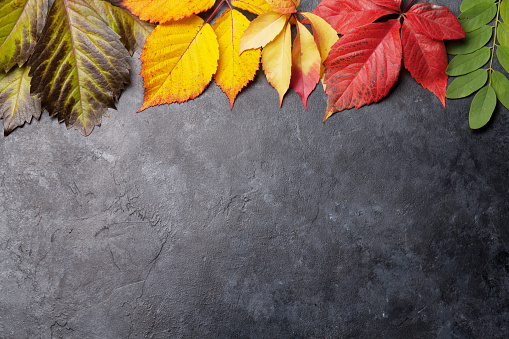Autumn background with colorful leaves on stone backdrop. Top view with copy space. Flat lay
