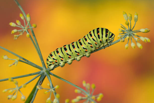 istock Now it's autumn also for the Swallowtail caterpillar 1179959444