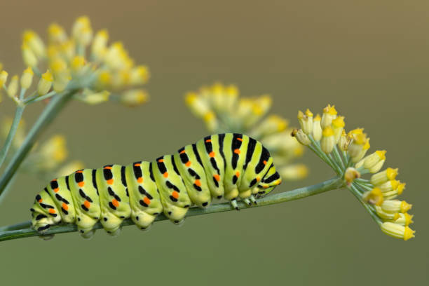 der garten des königs (papilio machaon) - schwalbenschwanzfalter stock-fotos und bilder