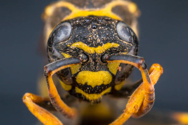 istock close-up photo of a bee head 1179959834