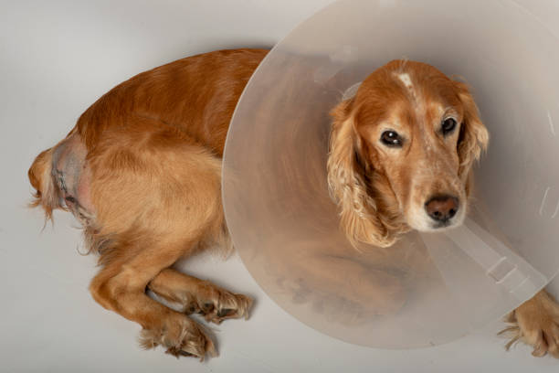 istock surgery to remove hernias in dogs, spaniels after surgery 1179961164