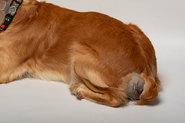 Паховая грыжа у щенка фото Паховая грыжа у щенка фото