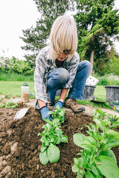 istock Healthy plants and good soil just need sun and water 1179961333