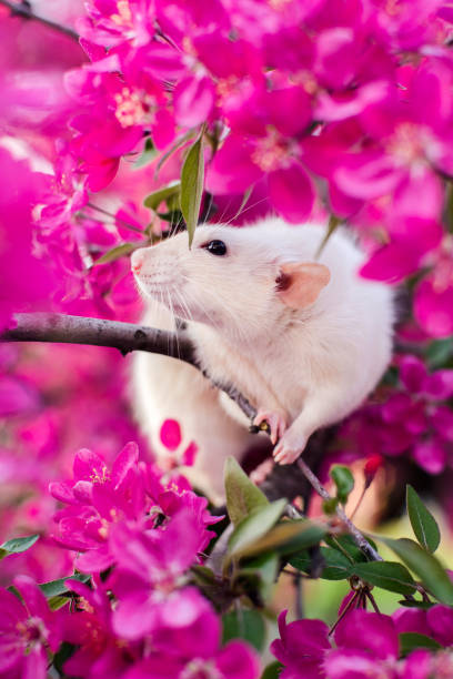 istock Adorable fancy rat sitting in spring apple blossom 1179961791