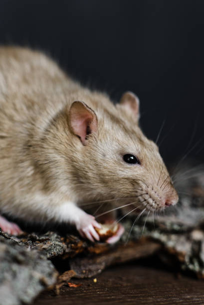 istock fancy rat sitting on bark on dark wooden background 1179961801
