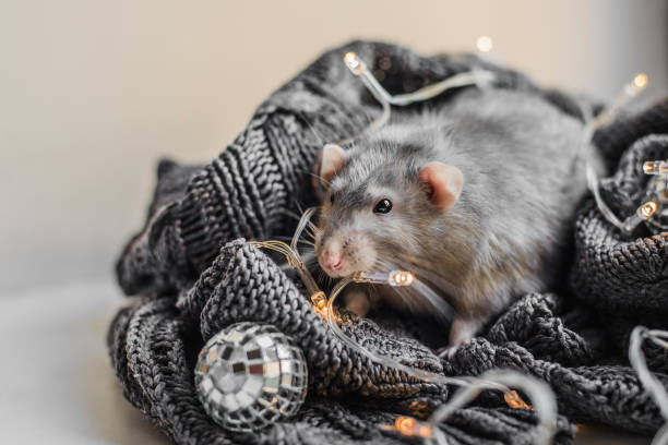 istock Cute dark grey rat sitting on cozy grey sweater 1179961881
