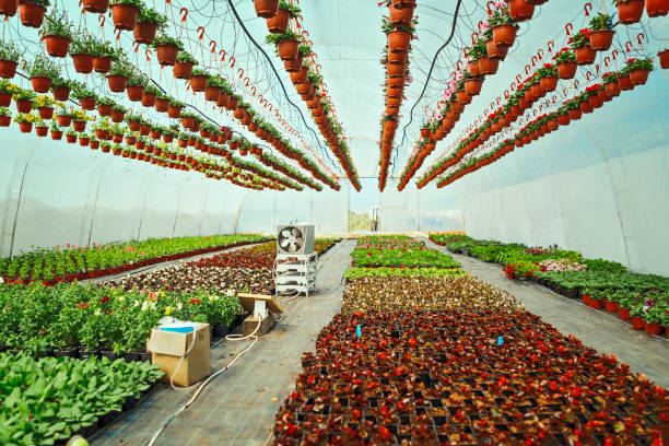 Greenhouse flower nursery on a sunny day