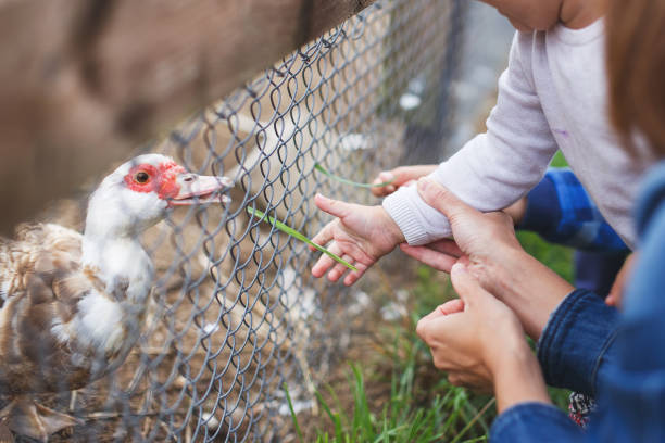 istock children feed geese grass over the fence 1179963090