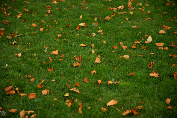 istock yellow leaves at green grass copy space texture 1179963198