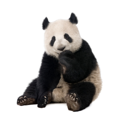 Panda gigante (18 meses)-Ailuropoda melanoleuca photo