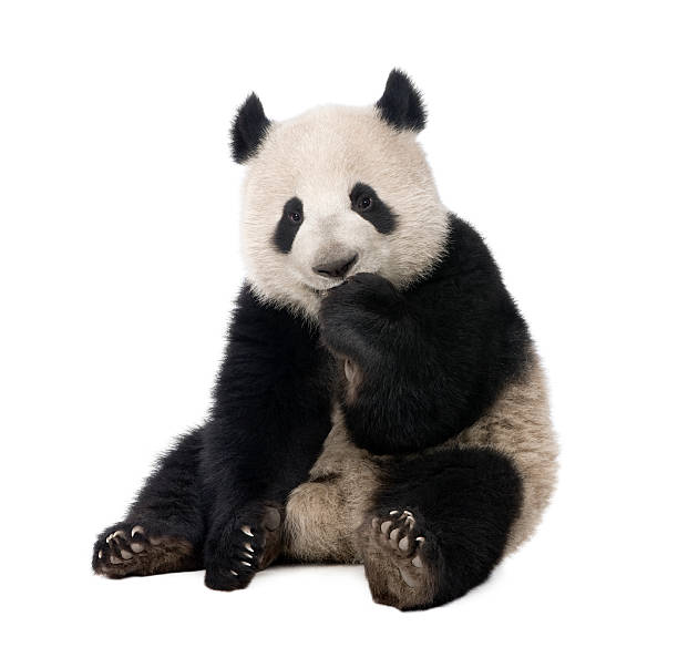 panda gigante (18 mesi)-ailuropoda melanoleuca - panda mammifero con zampe foto e immagini stock
