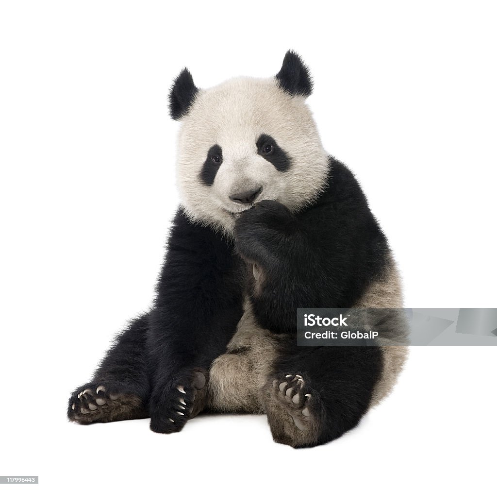 Giant Panda (18 months) - Ailuropoda melanoleuca  Panda - Animal Stock Photo