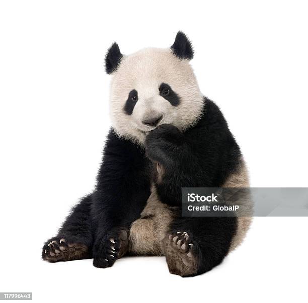 Giant Panda Ailuropoda Melanoleuca Stock Photo - Download Image Now - Panda - Animal, White Background, Cut Out