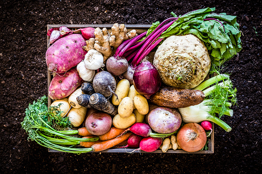 Top view of a large group of multicolored fresh organic roots, legumes and tubers shot on a rustic wooden crate surrounded by soil. The composition includes potatoes, Spanish onions, ginger, purple carrots, yucca, beetroot, garlic, peanuts, red potatoes, sweet potatoes, golden onions, turnips, parsnips, celeriac, fennels and radish. Low key DSLR photo taken with Canon EOS 6D Mark II and Canon EF 24-105 mm f/4L