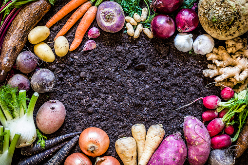 Top view of a large group of multicolored fresh organic roots, legumes and tubers shot on a soil background. The composition includes potatoes, Spanish onions, ginger, purple carrots, yucca, beetroot, garlic, peanuts, red potatoes, sweet potatoes, golden onions, turnips, parsnips, celeriac, fennels and radish. Objects are disposed on a frame shape leaving a useful copy space at the center of the image on the soil. Low key DSLR photo taken with Canon EOS 6D Mark II and Canon EF 24-105 mm f/4L