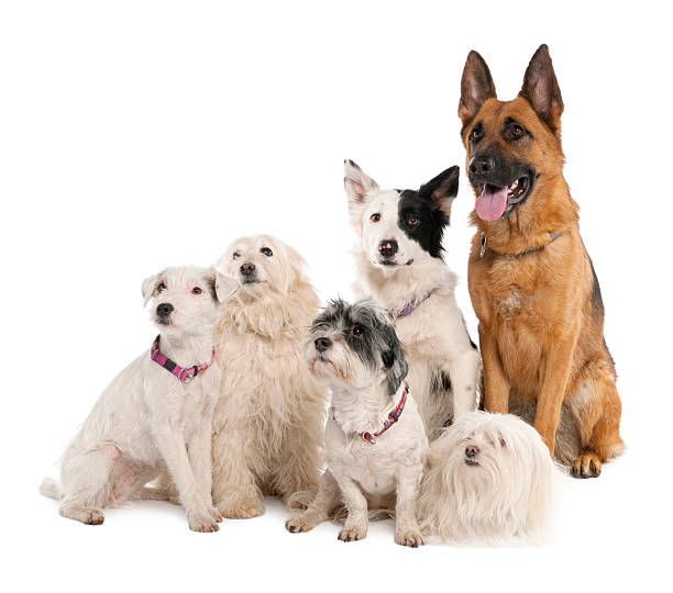 istock Group of german shepherd, border collie and some crossbreed 117996516