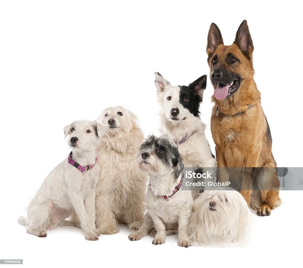Grupo de Cão pastor alemão, border collie e alguns crossbreed - Royalty-free Cão Foto de stock