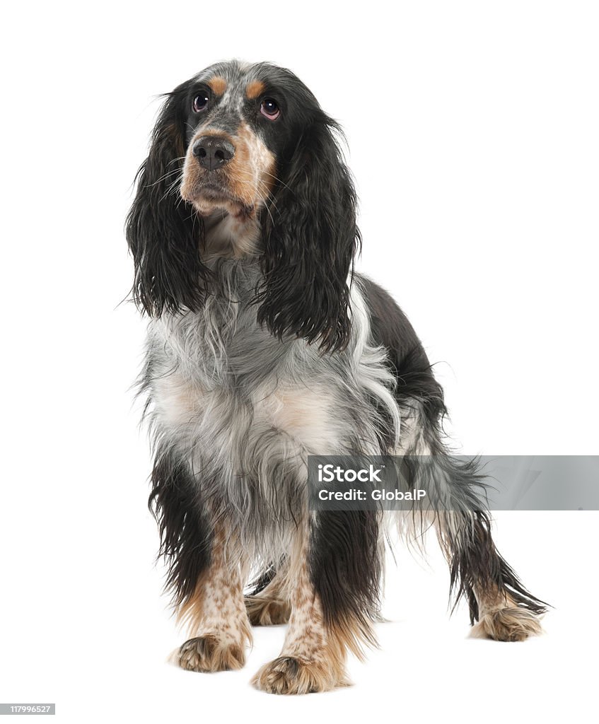 English Springer Spaniel (2 years old)  English Springer Spaniel Stock Photo