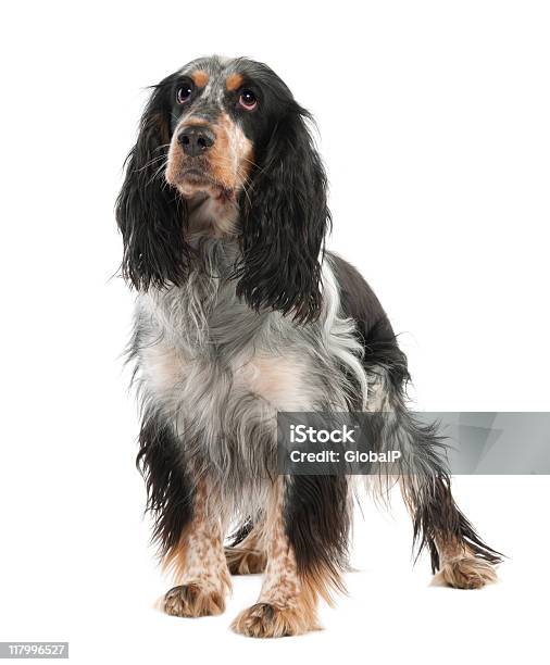 English Springer Spaniel Stock Photo - Download Image Now - English Springer Spaniel, White Background, Alertness