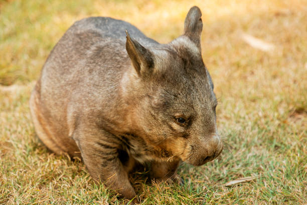 istock Southern Hairy-nosed Wombat 1179965454