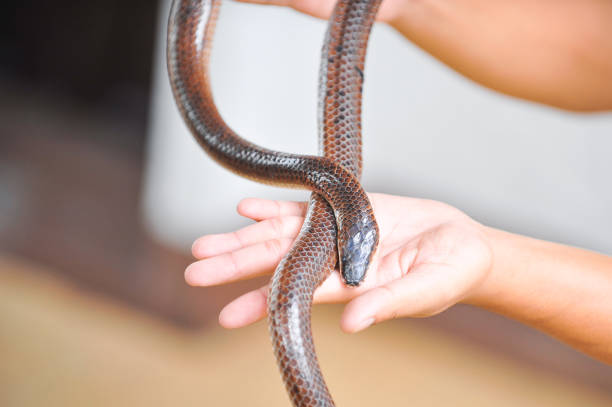 istock Ptyas korros. Indo-Chinese Rat snake. 1179968494