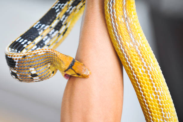 The snake Coelognathus radiatus biting a human arm