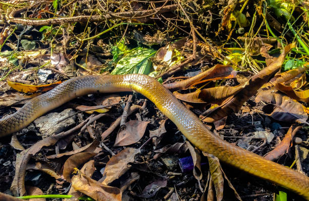istock Poisonous snakes live on the grass in the overgrown forest. 1179969366