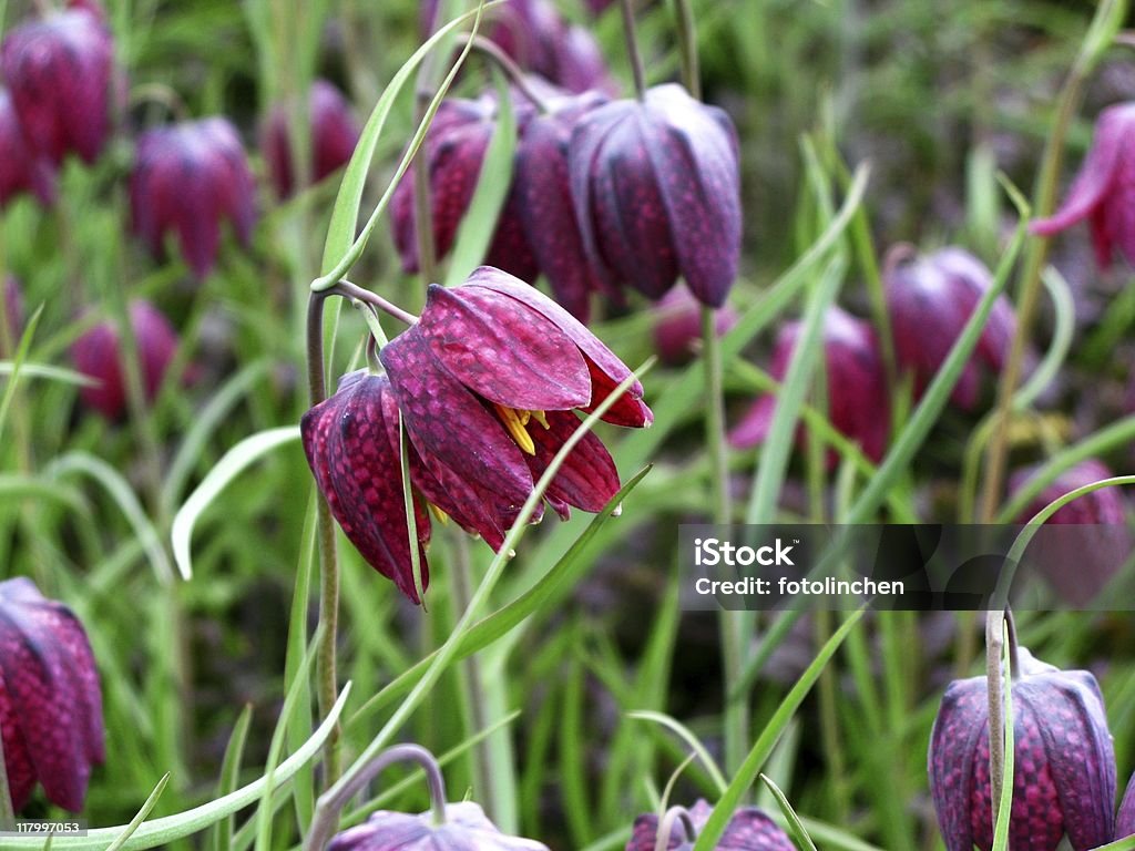 Schachbrettlilie-Fritillaria meleagris - Lizenzfrei Schokoladen-Kosmee Stock-Foto