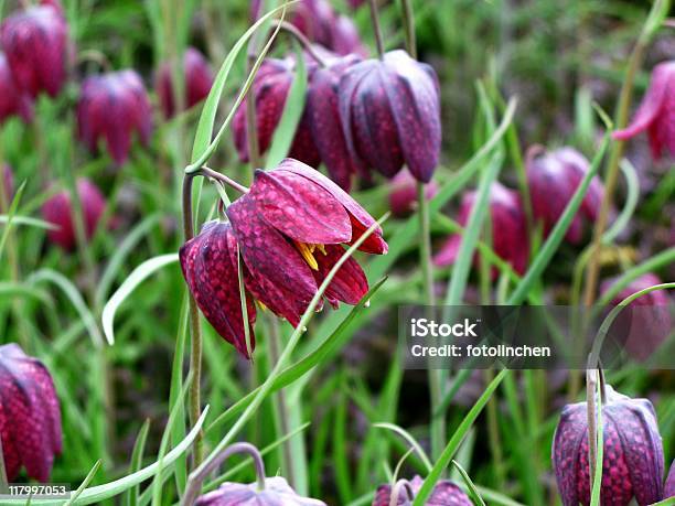 Schachbrettliliefritillaria Meleagris Stockfoto und mehr Bilder von Schokoladen-Kosmee - Schokoladen-Kosmee, Blume, Blüte