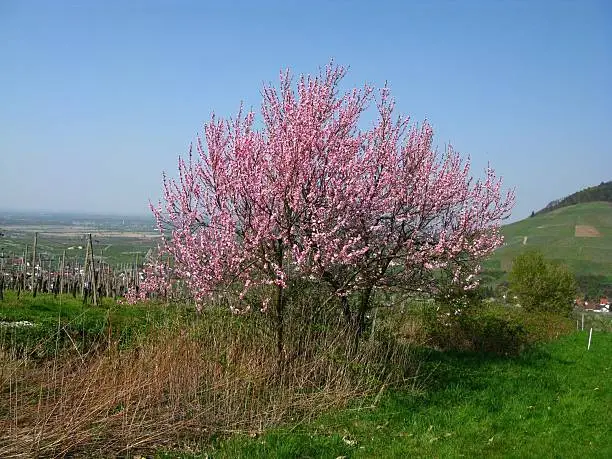 Blooming peach-tree