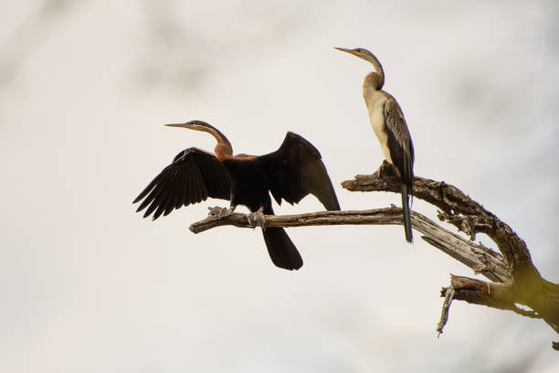 istock Male and female African darter in a tree 1179971035