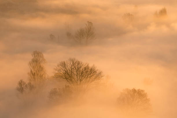istock Sunrise over the misty forest 1179971108