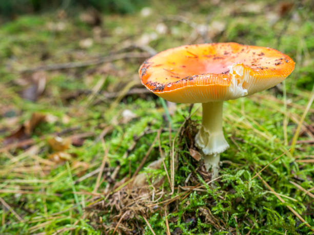 istock Toxic and hallucinogen mushroom Fly Agaric in grass 1179971216