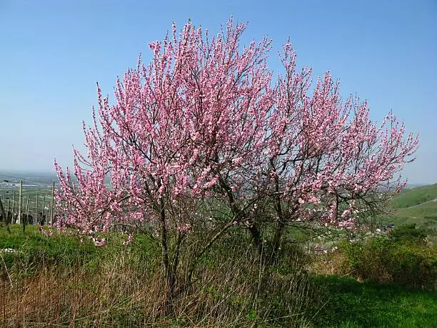 Blomming peach-tree
