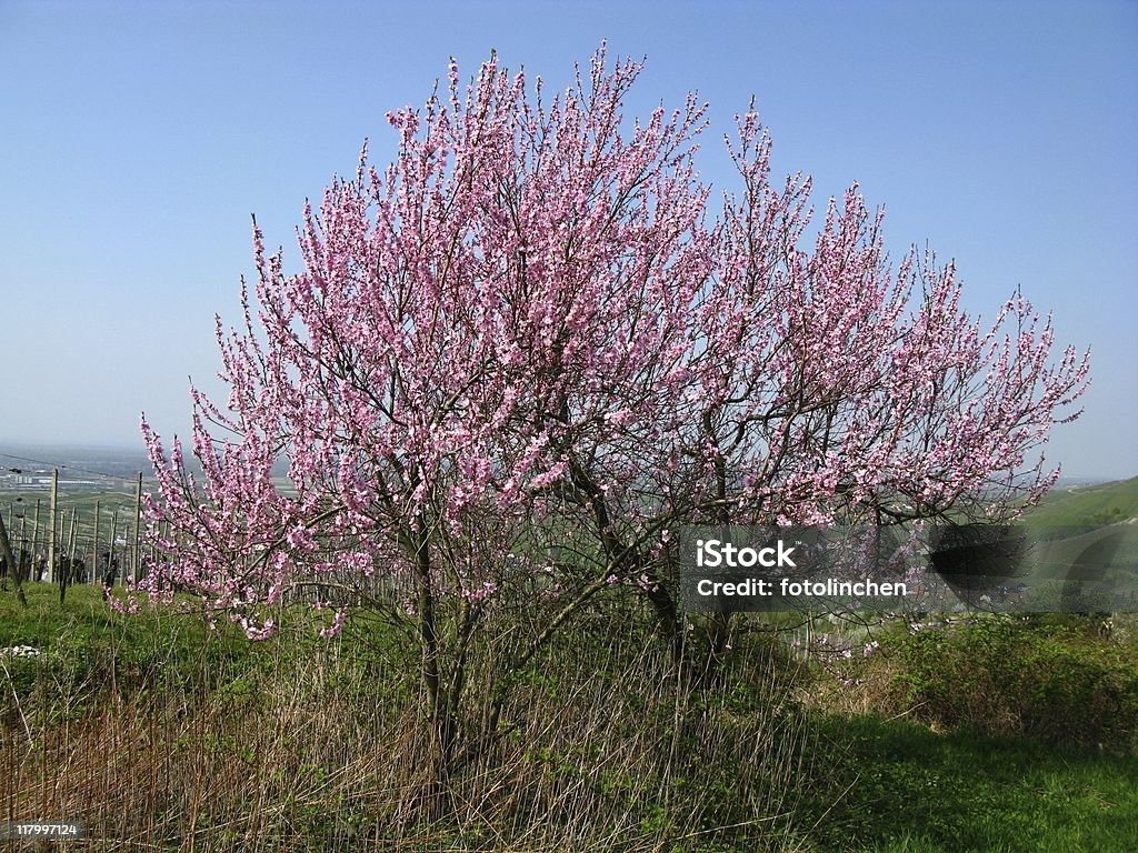 Peachtree - Royalty-free Cabeça de Flor Foto de stock