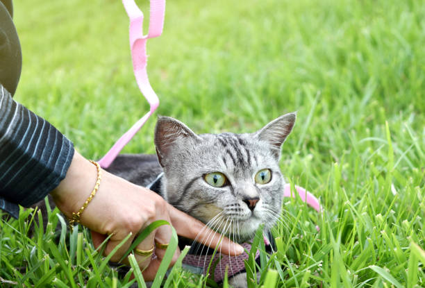 istock Grey American short hair cat playing on the grass. 1179971580