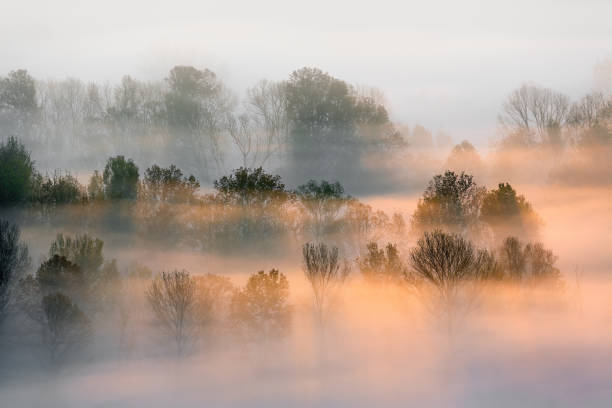 istock Sunrise over the misty forest 1179971740