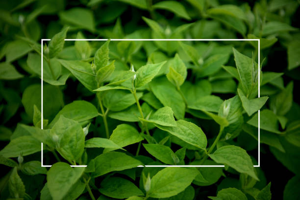 istock Green leaves growing in the meadow background. Early spring rime. White frame. 1179972464